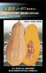 金皇后J—817F1——南瓜种子