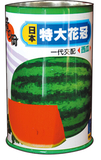 日本特大花冠