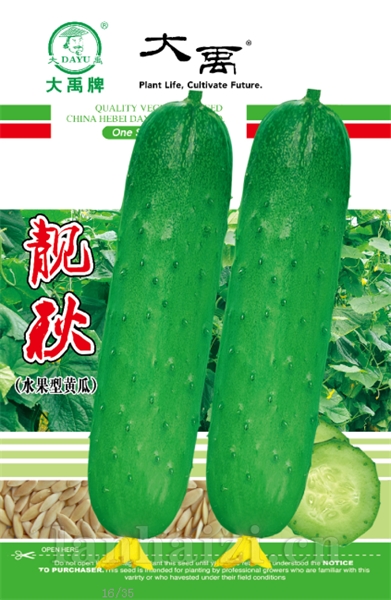 靓秋（水果型黄瓜）