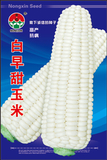 白早甜玉米