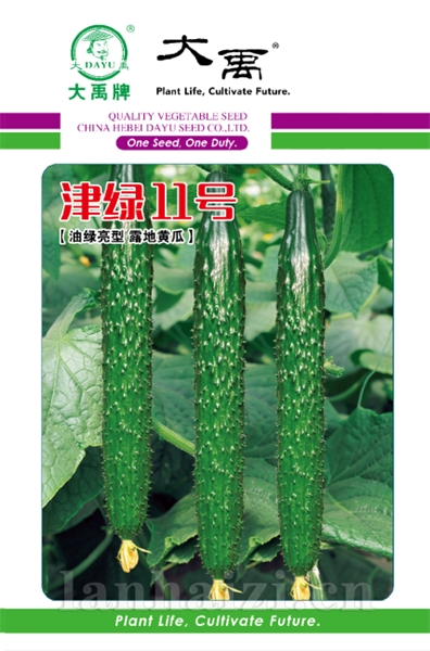 津绿11号新