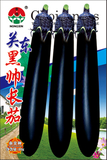 关东黑帅长茄