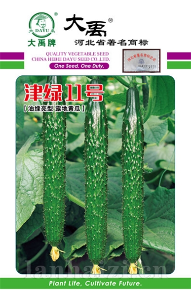 津绿11号新