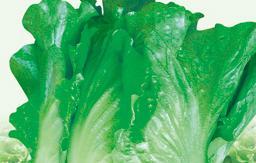 意大利生菜