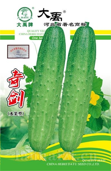 奇剑（水果型黄瓜）