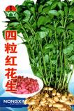 四粒红花生