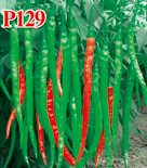 P129(辣椒）