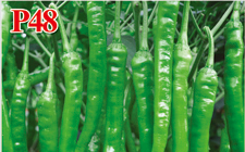 辣椒P48