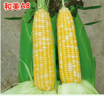 和美A8（甜玉米）