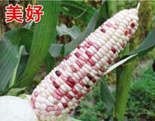 美好糯玉米