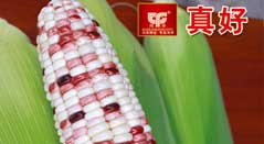 真好玉米