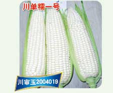 川单糯一号