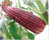 红日子（糯玉米）