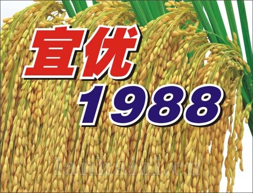  宜优1988