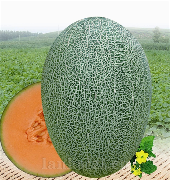 供应江淮蜜5号—甜瓜种子