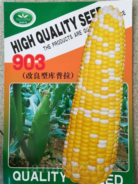 903改良库普拉--超甜玉米