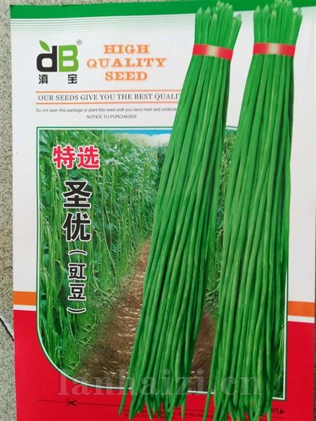 特选圣优豇豆--豇豆类