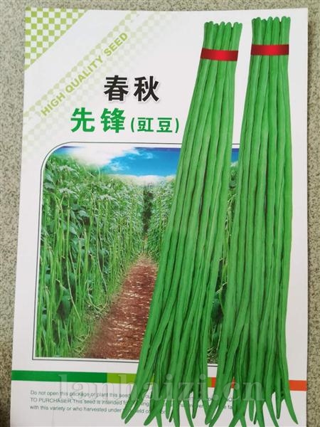 春秋先锋豇豆--豇豆类