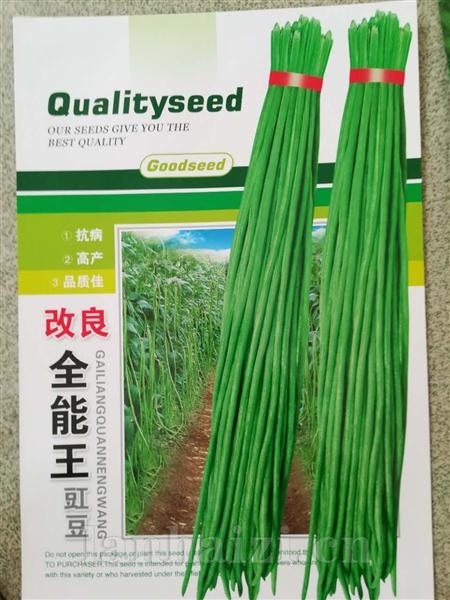 改良全能王豇豆--豇豆类