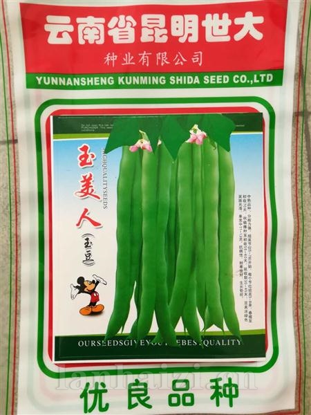 玉美人玉豆--黑籽型