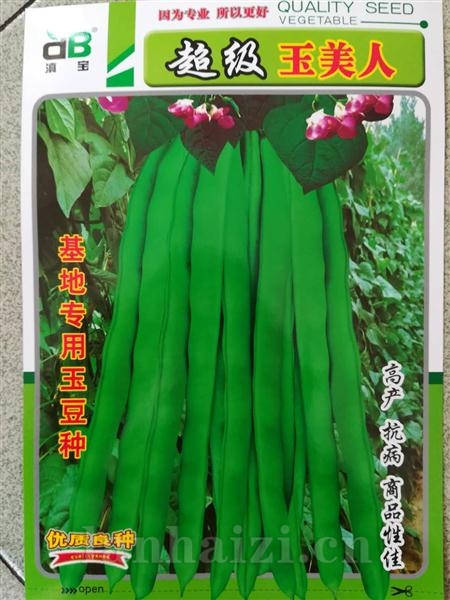 超级玉美人--黑籽型