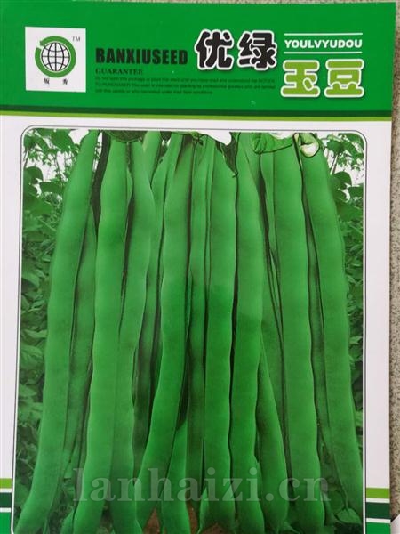 优绿玉豆--白籽型