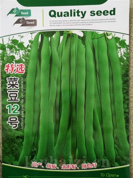 特选菜豆12号--白籽型