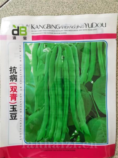 抗病双青玉豆--白籽型
