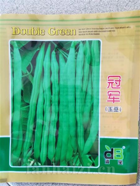 冠军玉豆--白籽型