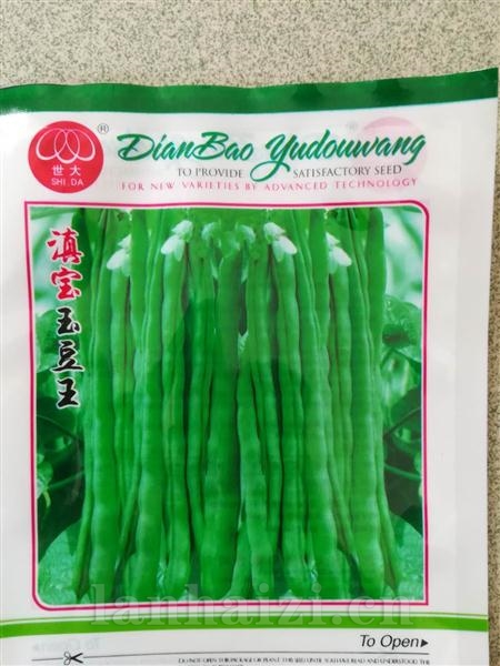 滇宝玉豆王--白籽型