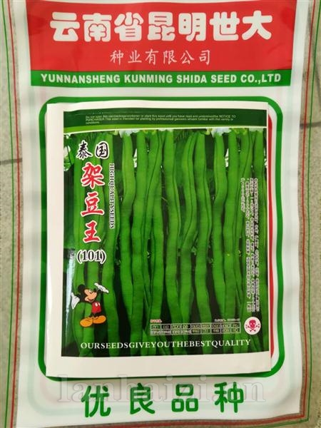 泰国架豆王101--黑籽型