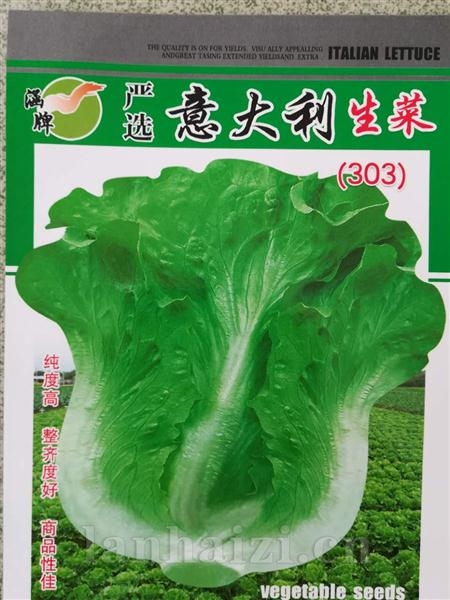 意大利生菜303--意大利生菜