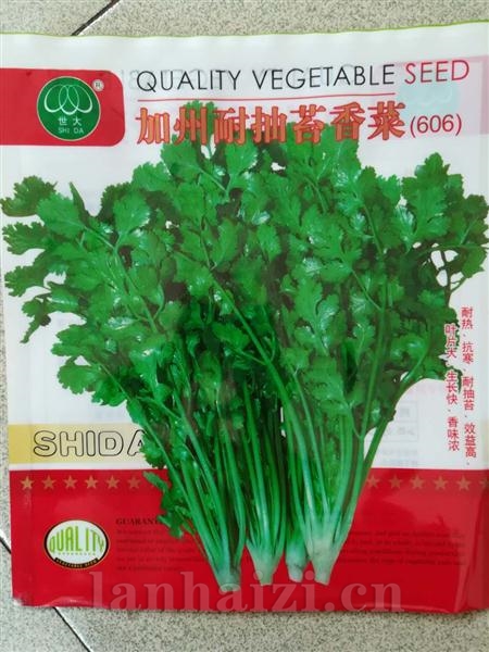加州耐抽苔香菜606--香菜