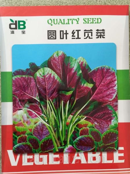圆叶红苋菜--苋菜