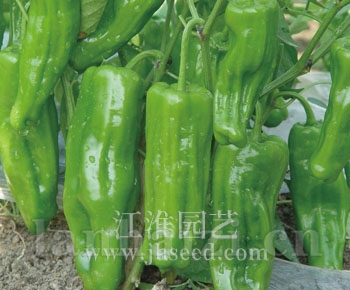 报春
