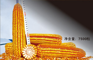 奥美特-5