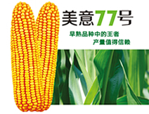 美意77号