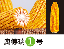 奥德瑞1号
