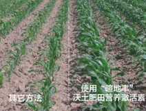暄地丰肥料