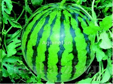 供应秀美（硬皮红西瓜）—西瓜种子