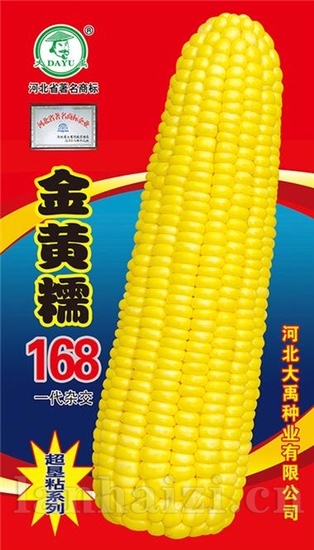 金黄糯168