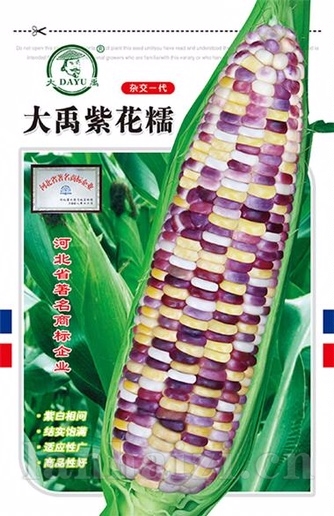 大禹紫花糯