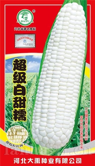 超级白甜糯新