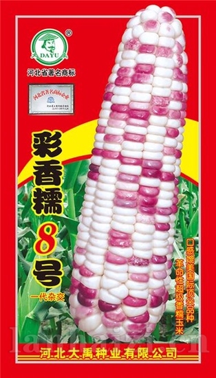 彩香糯8号新