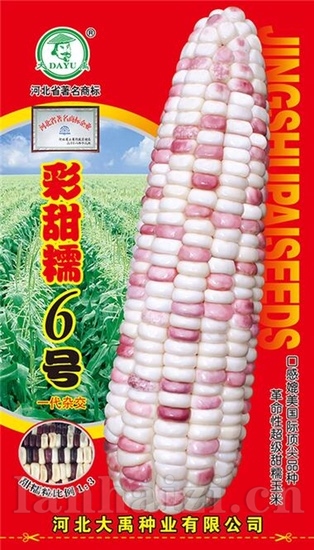 彩甜糯6号