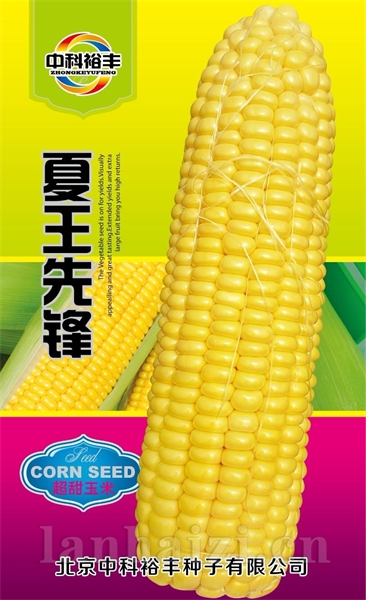 夏王先锋