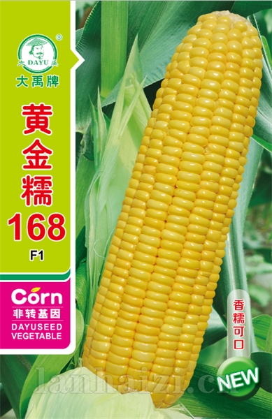 黄金糯168