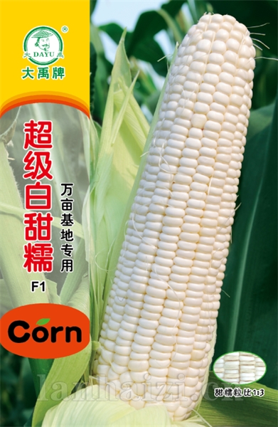 超级白甜糯新