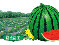 精选甜王