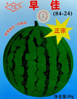 早佳（84-24）